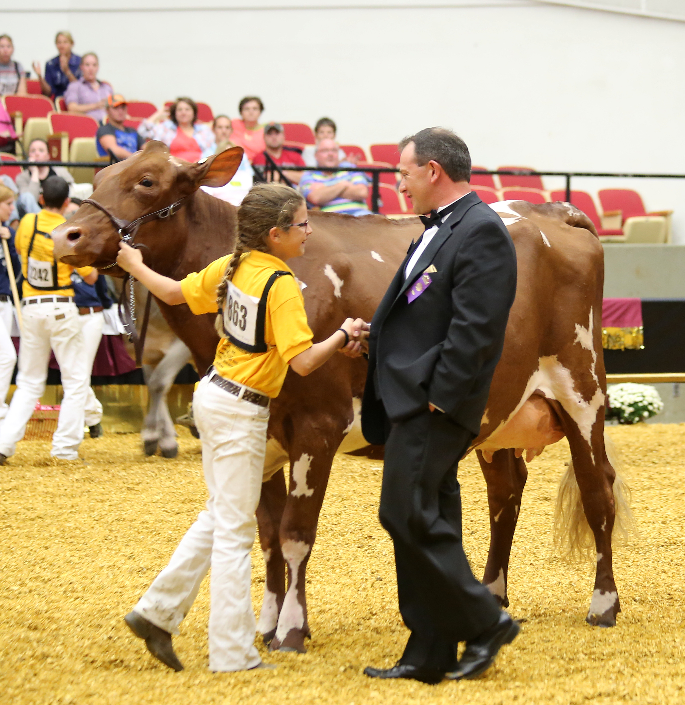 Fudge(MilkingShorthorn)1533 (1).jpg